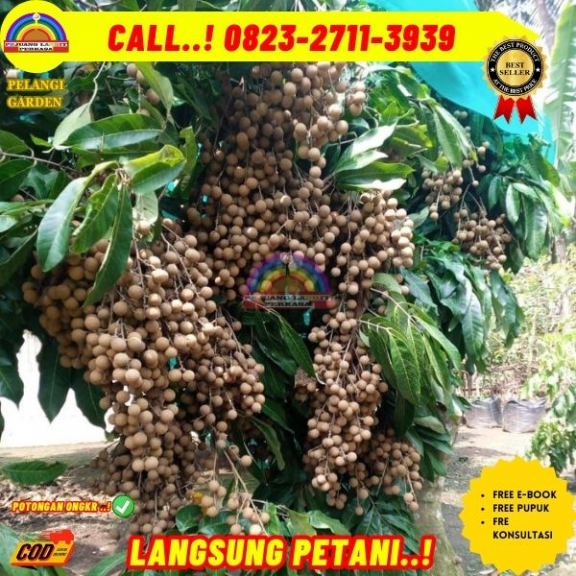 WA 082327113939 Jual Bibit Kelengkeng Puangphet