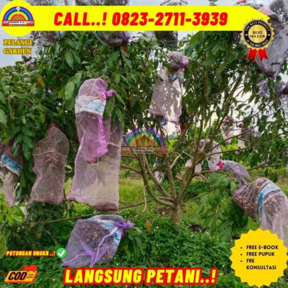 WA 082327113939 Jual Bibit Kelengkeng Puangphet