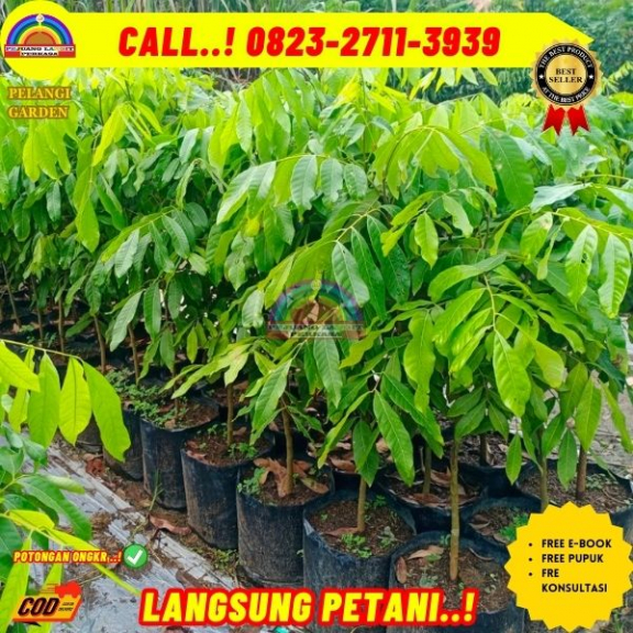 WA 082327113939  Jual Bibit Kelengkeng Puang Pet