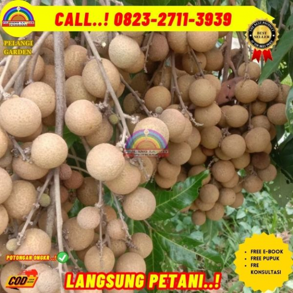 WA 082327113939  Jual Bibit Kelengkeng Puang Pet