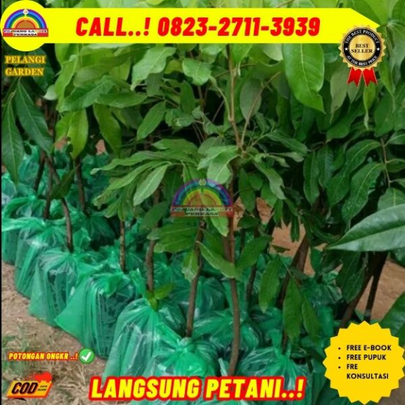 WA 082327113939 Jual Bibit Kelengkeng Puangray 