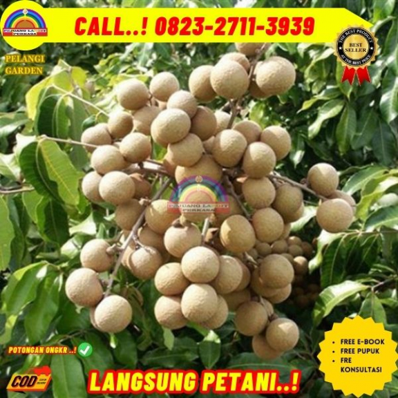 WA 082327113939 Jual Bibit Pohon Kelengkeng