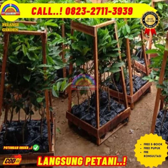 WA 082327113939 Jual Bibit Pohon Kelengkeng