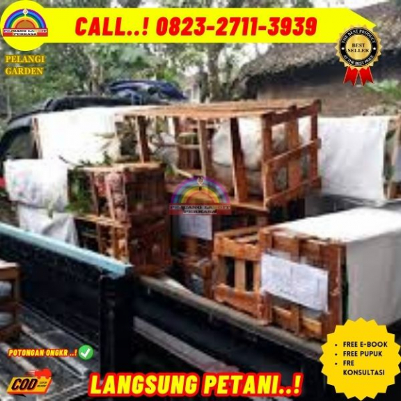 WA 0823 27113939 Jual Bibit Pohon Kelengkeng Merah