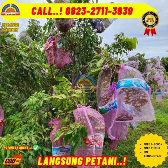 WA 082327113939 Jual Bibit Pohon Kelengkeng Itoh
