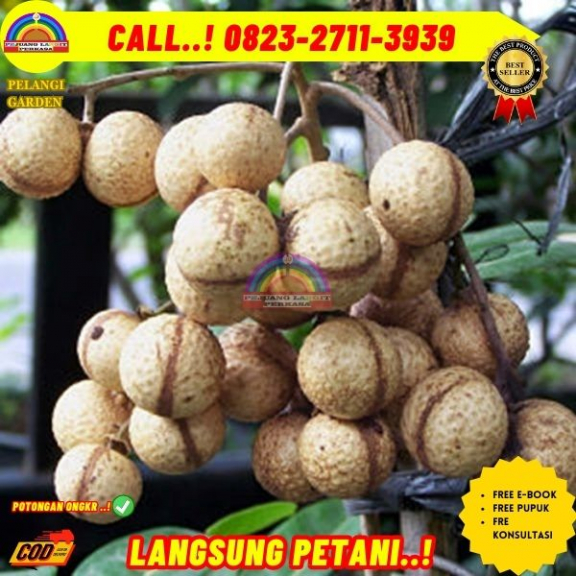 WA 082327113939 Jual Bibit Pohon Kelengkeng Itoh