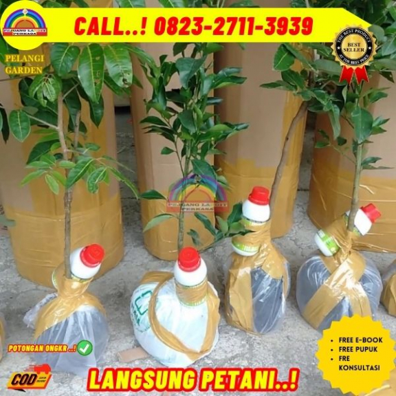 WA 082327113939 Jual Bibit Pohon Kelengkeng Itoh