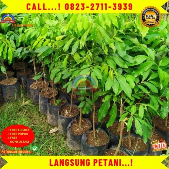 WA 082327113939 Jual Bibit Kelengkeng Pingpong