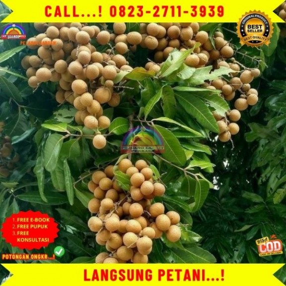WA 082327113939 Jual Bibit Kelengkeng Pingpong