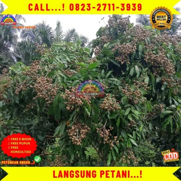 WA 082327113939 Jual Bibit Kelengkeng Pingpong