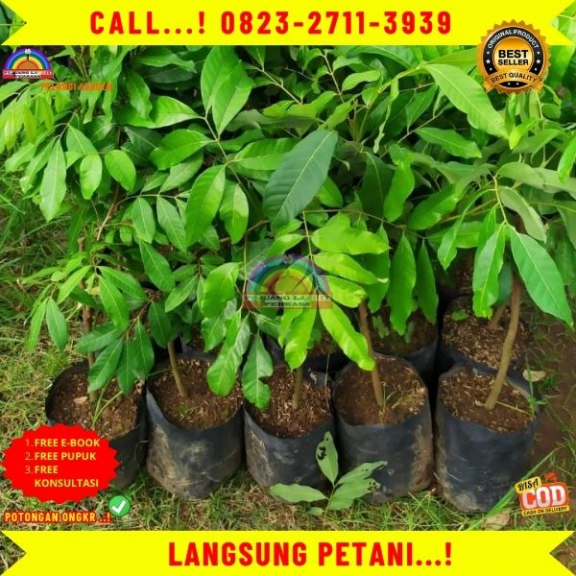 WA 082327113939 Jual Bibit Kelengkeng Puangphet