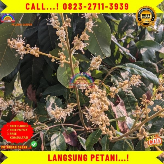 WA 082327113939 Jual Bibit Kelengkeng Puangphet