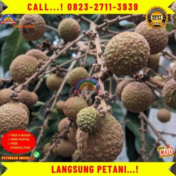 WA 082327113939 Jual Bibit Kelengkeng Puangphet