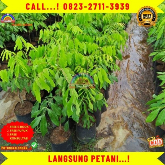 WA 082327113939 Jual Bibit Kelengkeng Puang Pet