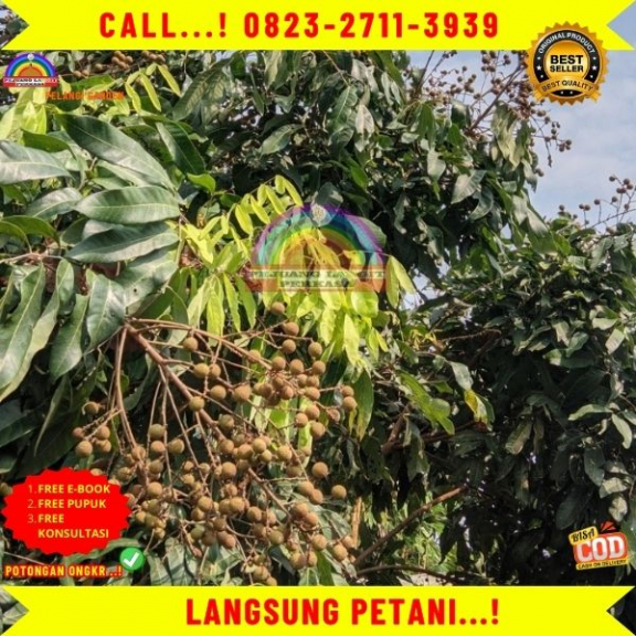 WA 082327113939 Jual Bibit Kelengkeng Puang Pet