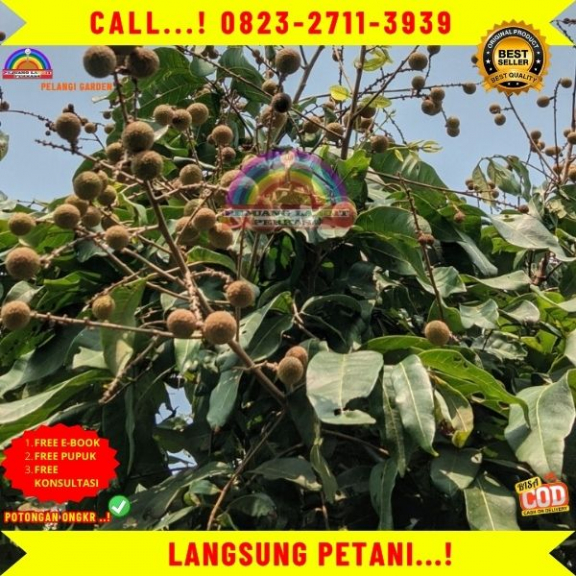WA 082327113939 Jual Bibit Kelengkeng Puang Pet