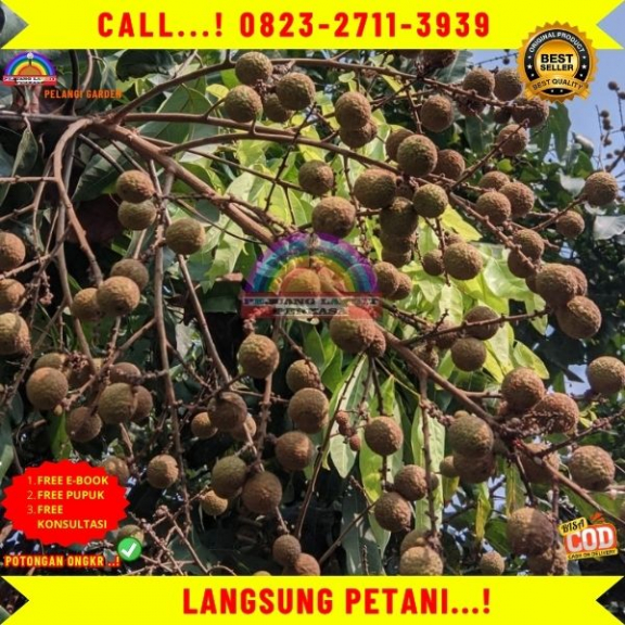 WA 082327113939  Jual Bibit Kelengkeng Puangray