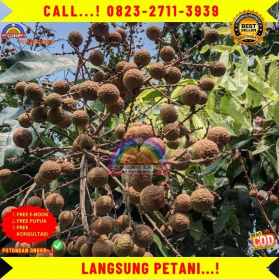 WA 082327113939  Jual Bibit Kelengkeng Puangray