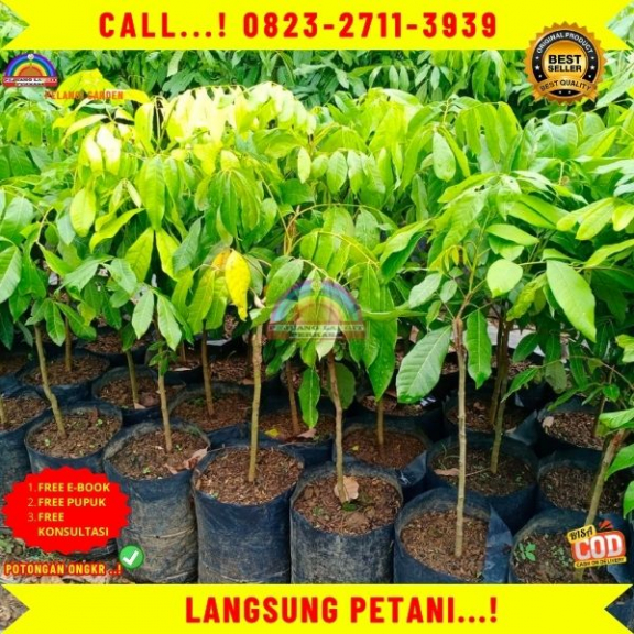 WA 082327113939  Jual Bibit Kelengkeng Itoh Prambanan