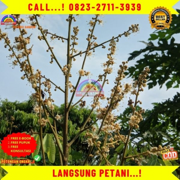WA 082327113939  Jual Bibit Kelengkeng Itoh Prambanan