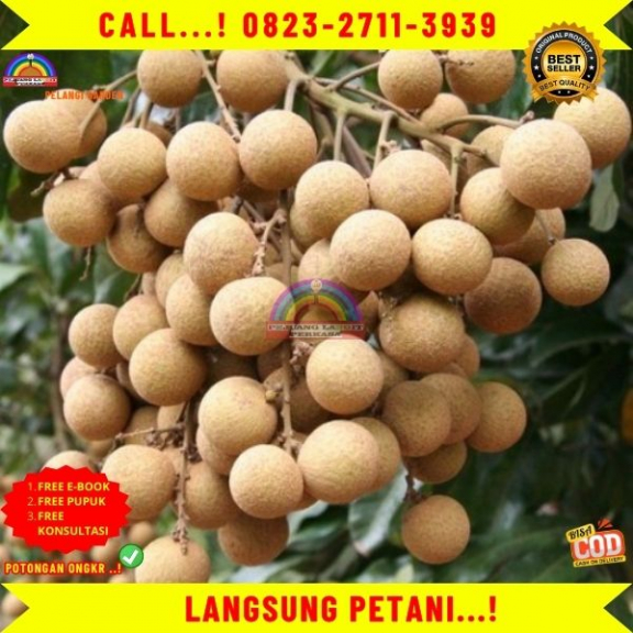 WA 082327113939  Jual Bibit Kelengkeng Itoh Prambanan