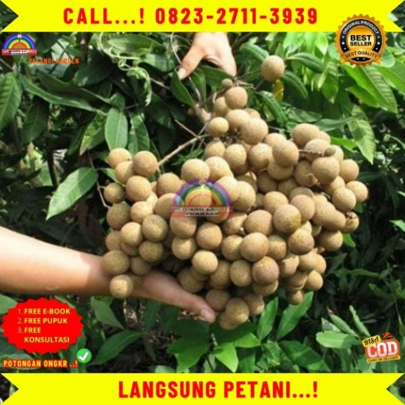 WA 082327113939 Jual Bibit Tanaman Kelengkeng