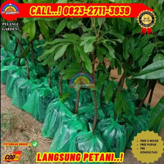 WA 082327113939 Jual Bibit Tanaman Kelengkeng