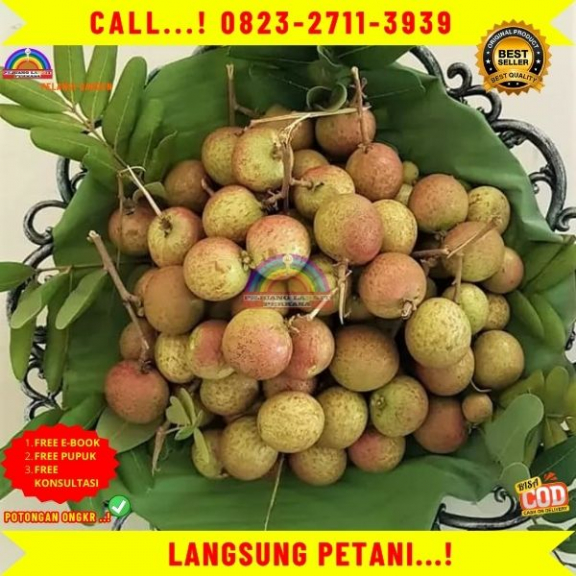 WA 082327113939 Jual Bibit Tanaman Buah Kelengkeng