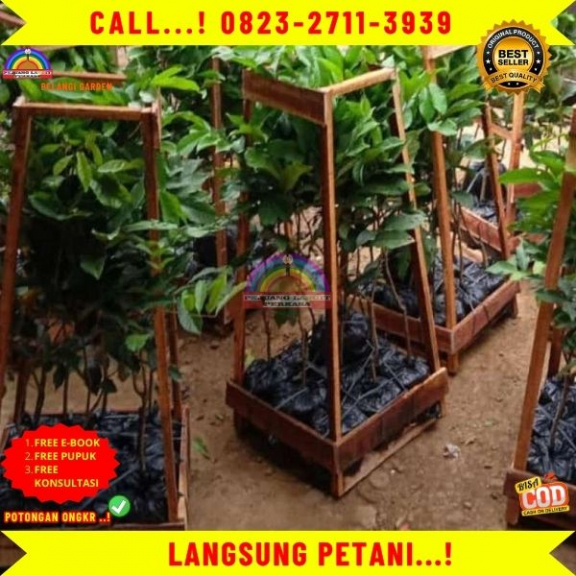 WA 082327113939 Jual Bibit Tanaman Buah Kelengkeng