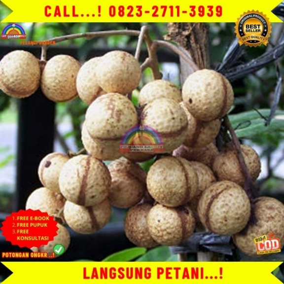  WA 082327113939 Jual Bibit Unggul Kelengkeng