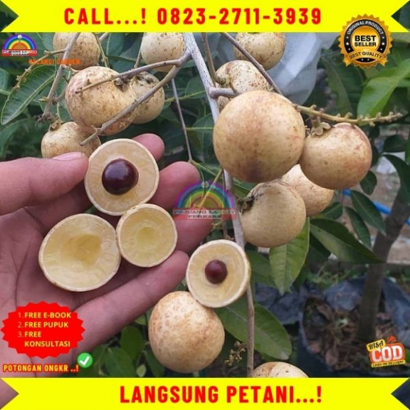  WA 082327113939 Jual Bibit Unggul Kelengkeng
