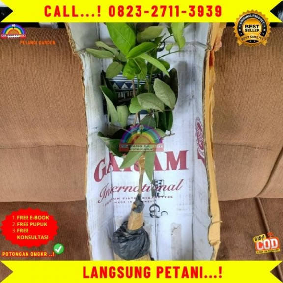  WA 082327113939 Jual Bibit Unggul Kelengkeng