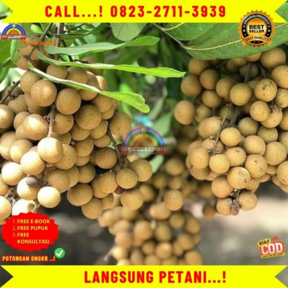 WA 082327113939  Jual Bibit Kelengkeng Unggulan