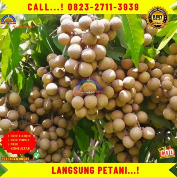 WA 082327113939  Jual Bibit Kelengkeng Unggulan