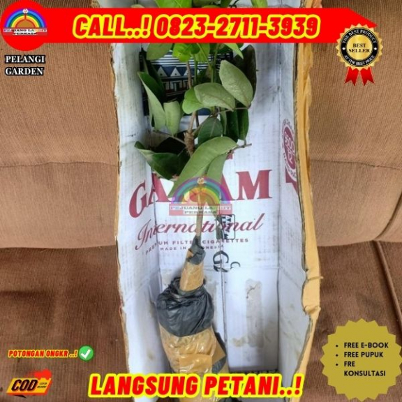 WA 082327113939  Jual Bibit Kelengkeng Unggulan