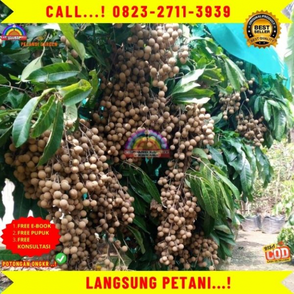 WA 082327113939  Jual Bibit Kelengkeng Berbuah