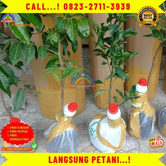WA 082327113939  Jual Bibit Kelengkeng Berbuah