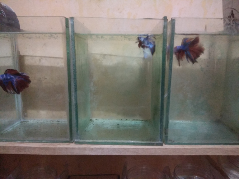 ikan cupang hias dan guppy 