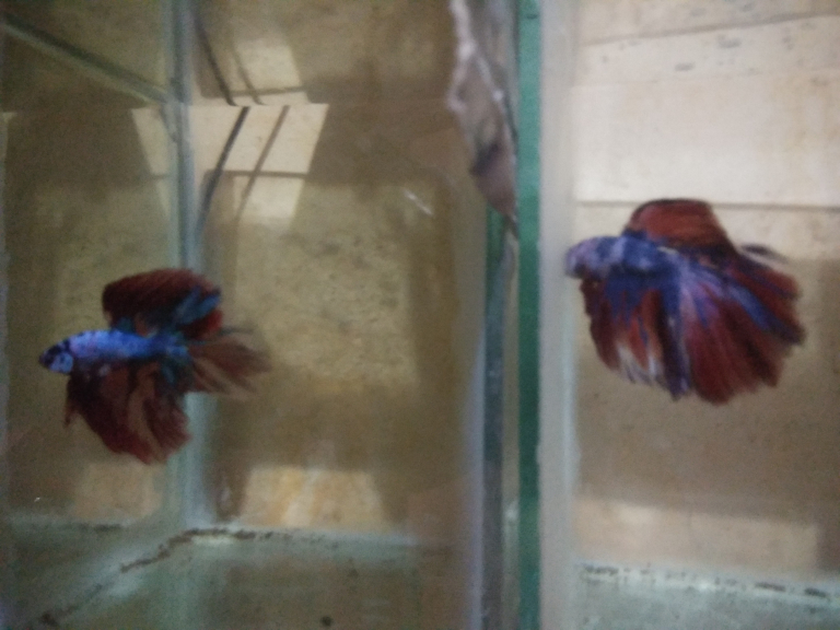 ikan cupang hias dan guppy 