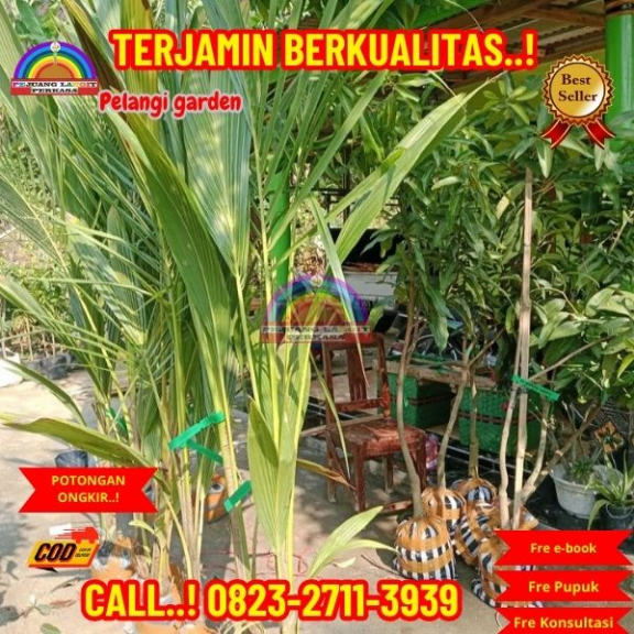 WA 082327113939 Penjual Pohon Kelapa Berwarna