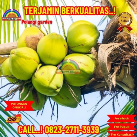 WA 082327113939 Penjual Pohon Kelapa Banyak