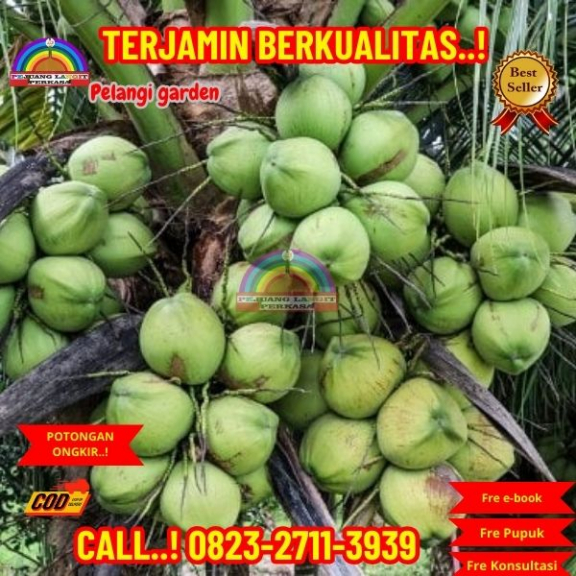 WA 082327113939 Penjual Pohon Kelapa Banyak