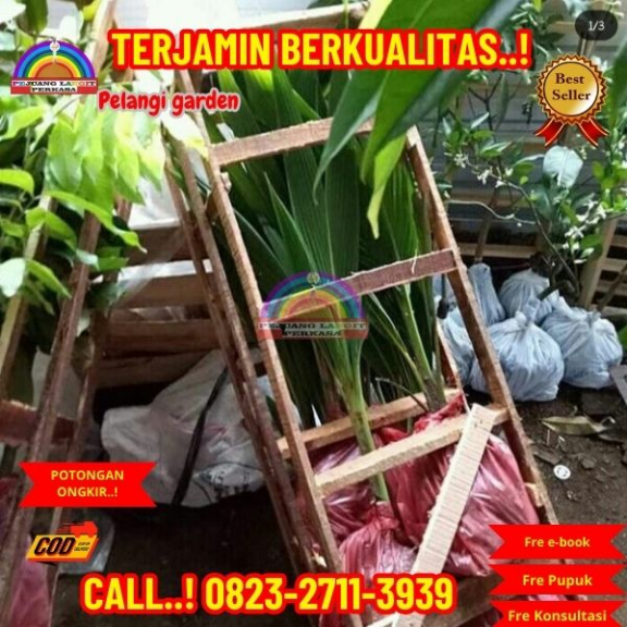 WA 082327113939 Penjual Pohon Kelapa Banyak