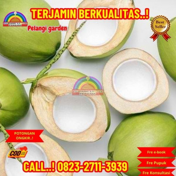 WA 082327113939 Penjual Pohon Kelapa Cabang