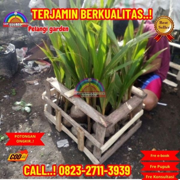 WA 082327113939 Penjual Pohon Kelapa Cabang