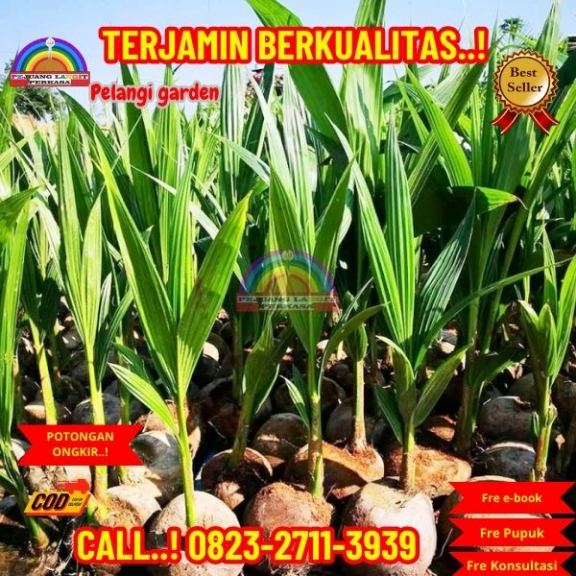 WA 082327113939 Penjual Pohon Kelapa Cepat Berbuah