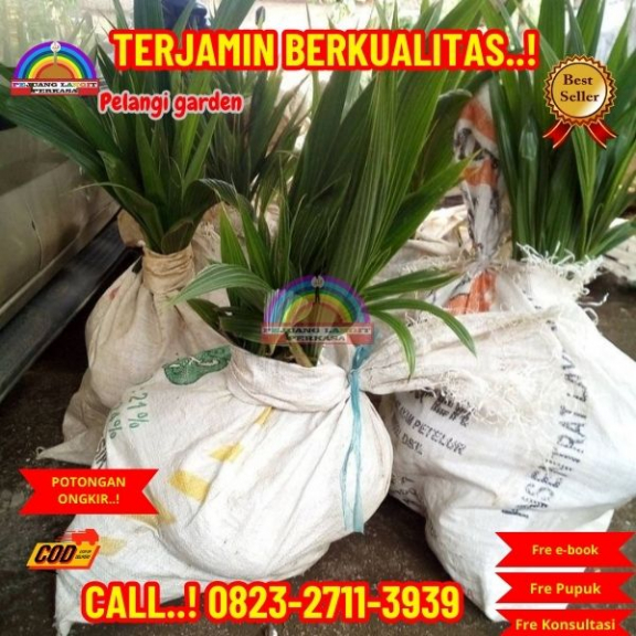 WA 082327113939 Penjual Pohon Kelapa Cepat Berbuah