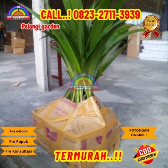  WA 082327113939 Penjual Pohon Kelapa Cangkokan