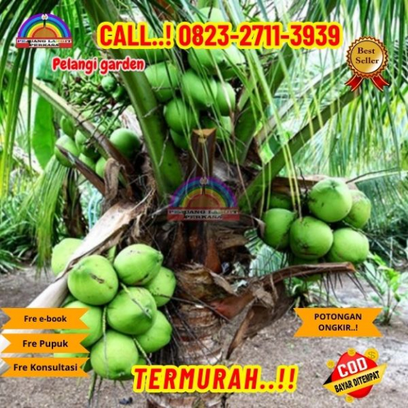 WA 082327113939 Penjual Pohon Kelapa Entok