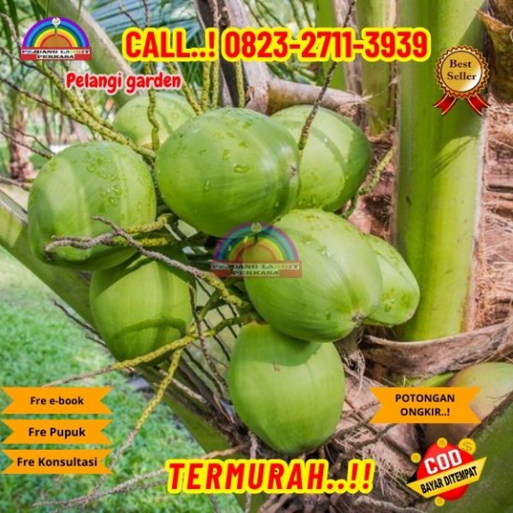 WA 082327113939 Penjual Pohon Kelapa Entok